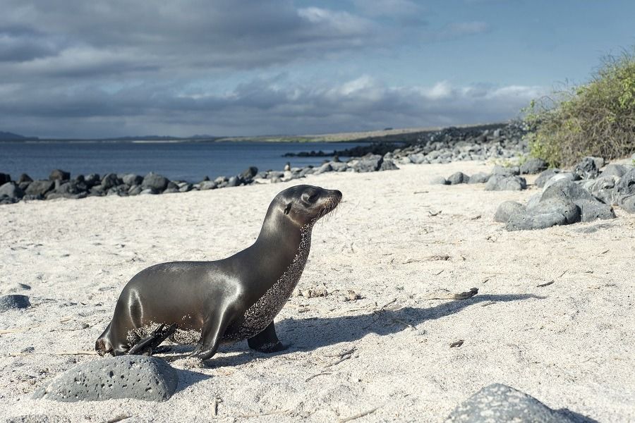 Budget Tours to the Galapagos Islands